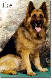 Ike - Dog Trained German Shepherd