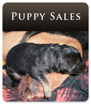 German Shepherd Puppy Sales