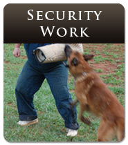 German Shepherd Security Work