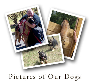 View Pictures of Our Dogs