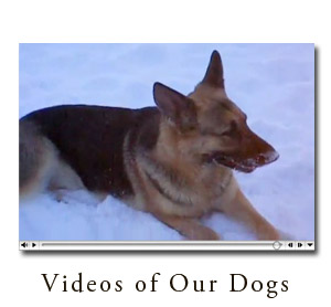 View Videos of Our Dogs