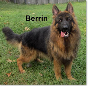Berrin - German Shepherd