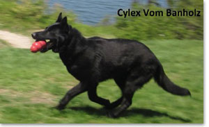 Cylex - German Shepherd