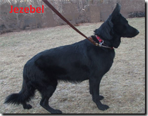 Jezebel - German Shepherd