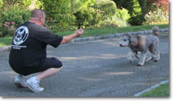 Dog Training for all breeds of dogs