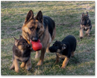 Black German Shepherd Puppies