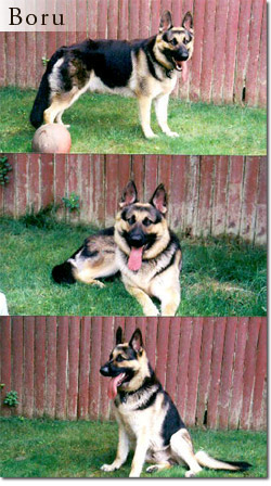 Boru - Trained German Shepherd