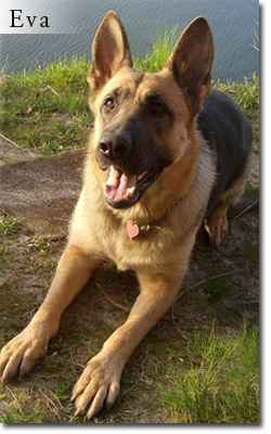 Eva - German Shepherd