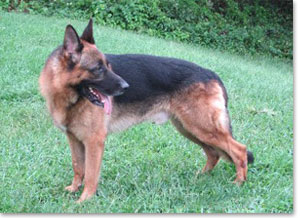 Enzo - German Shepherd