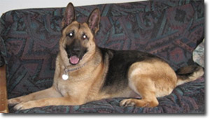 Eva - German Shepherd