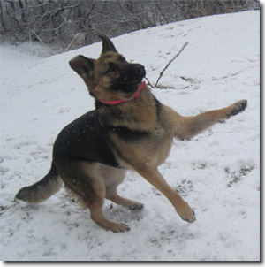 Frieda - German Shepherd