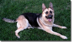 Gretel - German Shepherd