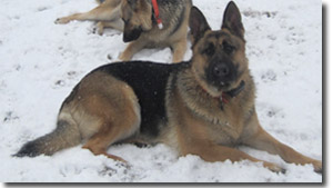 Heidi Jr. - German Shepherd