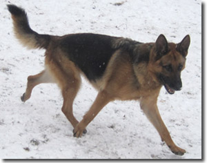 Mandy - German Shepherd