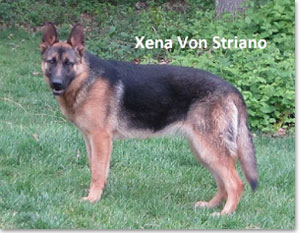 Berrin - German Shepherd