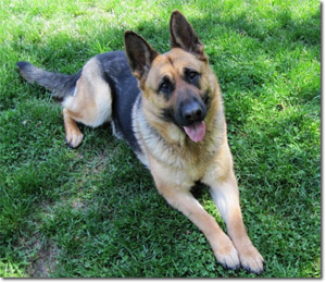 Foxy - German Shepherd