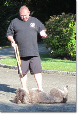 Long Island Dog Training for all Breeds
